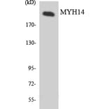 Western Blot - Anti-MYH14 Antibody (R12-3066) - Antibodies.com