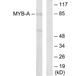 Western Blot - Anti-MYB-A Antibody (C10332) - Antibodies.com