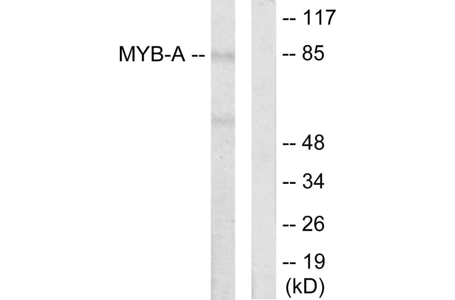 Western Blot - Anti-MYB-A Antibody (C10332) - Antibodies.com
