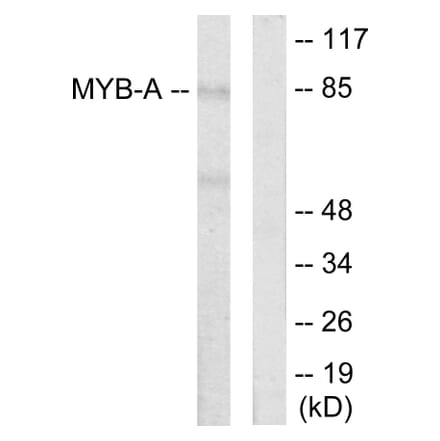 Western Blot - Anti-MYB-A Antibody (C10332) - Antibodies.com