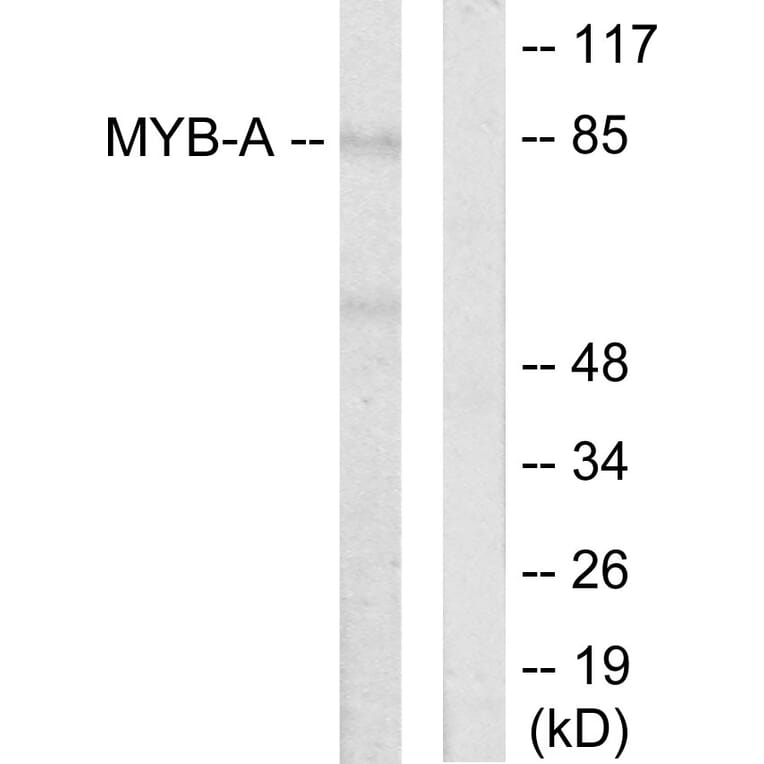 Western Blot - Anti-MYB-A Antibody (C10332) - Antibodies.com