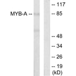 Western Blot - Anti-MYB-A Antibody (C10332) - Antibodies.com