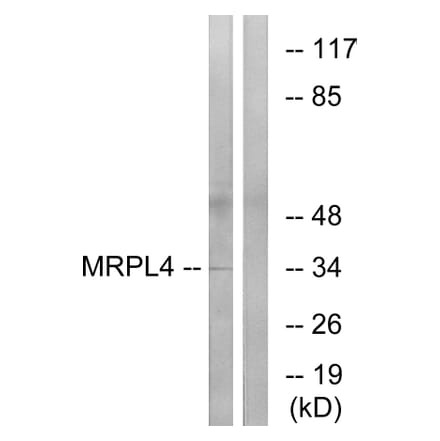 Western Blot - Anti-MRPL4 Antibody (C16673) - Antibodies.com