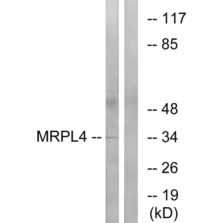 Western Blot - Anti-MRPL4 Antibody (C16673) - Antibodies.com