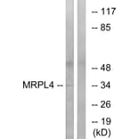 Western Blot - Anti-MRPL4 Antibody (C16673) - Antibodies.com