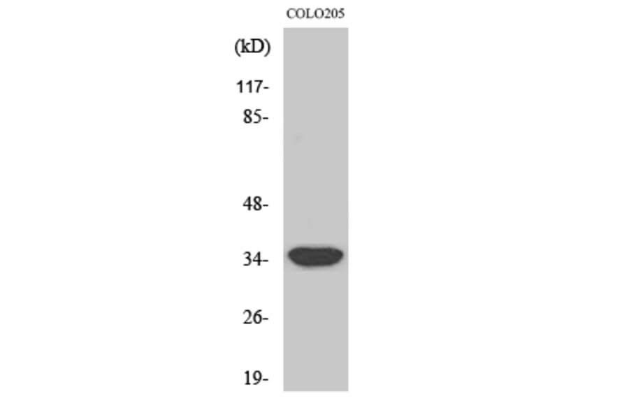 Western Blot - Anti-MRPL4 Antibody (C16673) - Antibodies.com