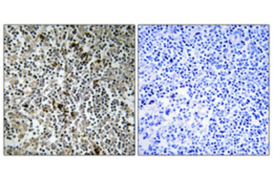Immunohistochemistry - Anti-MRPL4 Antibody (C16673) - Antibodies.com
