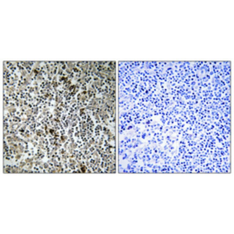 Immunohistochemistry - Anti-MRPL4 Antibody (C16673) - Antibodies.com