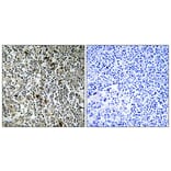 Immunohistochemistry - Anti-MRPL4 Antibody (C16673) - Antibodies.com