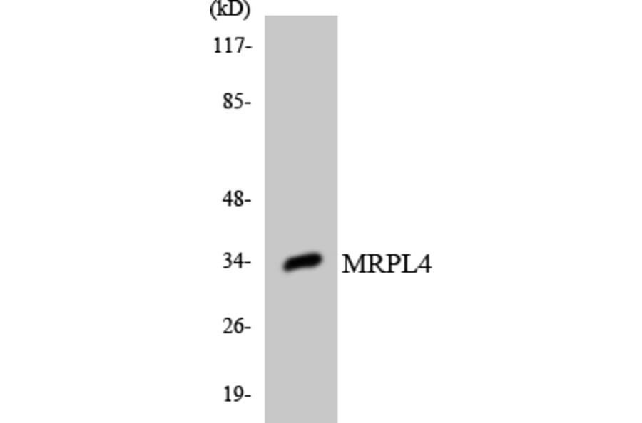 Western Blot - Anti-MRPL4 Antibody (R12-3041) - Antibodies.com