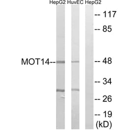 Western Blot - Anti-MOT14 Antibody (C16689) - Antibodies.com