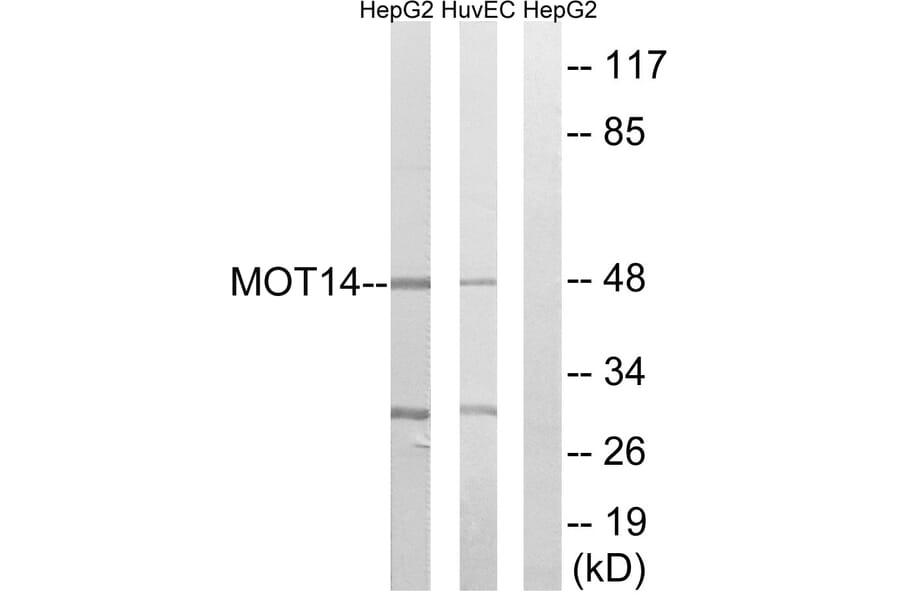 Western Blot - Anti-MOT14 Antibody (C16689) - Antibodies.com