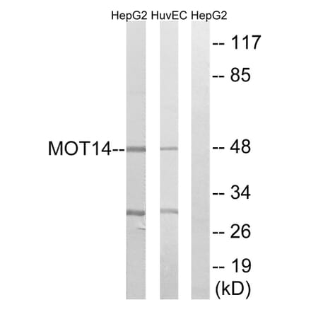 Western Blot - Anti-MOT14 Antibody (C16689) - Antibodies.com