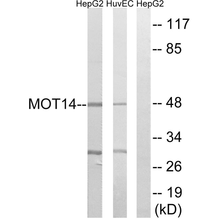 Western Blot - Anti-MOT14 Antibody (C16689) - Antibodies.com