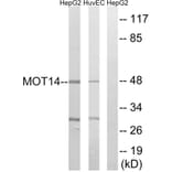 Western Blot - Anti-MOT14 Antibody (C16689) - Antibodies.com