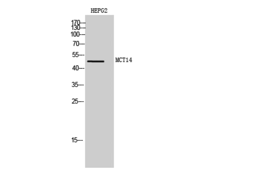 Western Blot - Anti-MOT14 Antibody (C16689) - Antibodies.com