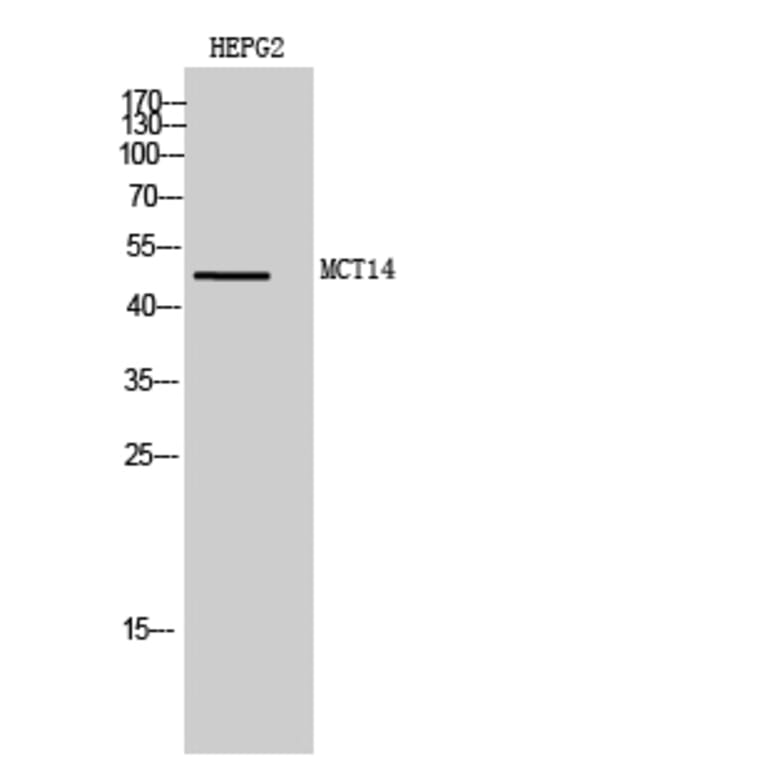 Western Blot - Anti-MOT14 Antibody (C16689) - Antibodies.com
