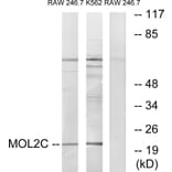 Western Blot - Anti-MOL2C Antibody (C11242) - Antibodies.com