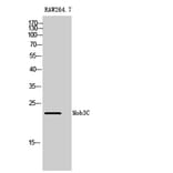 Western Blot - Anti-MOL2C Antibody (C11242) - Antibodies.com