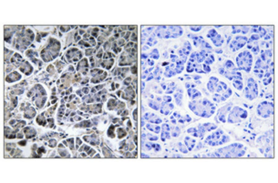 Immunohistochemistry - Anti-MOL2C Antibody (C11242) - Antibodies.com