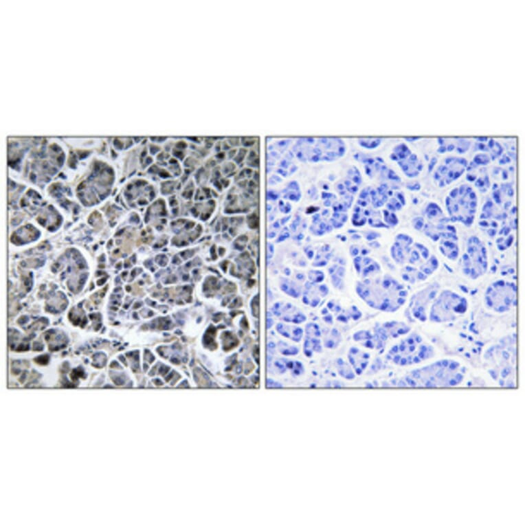 Immunohistochemistry - Anti-MOL2C Antibody (C11242) - Antibodies.com