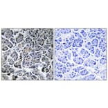 Immunohistochemistry - Anti-MOL2C Antibody (C11242) - Antibodies.com
