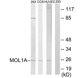 Western Blot - Anti-MOL1A Antibody (C11256) - Antibodies.com