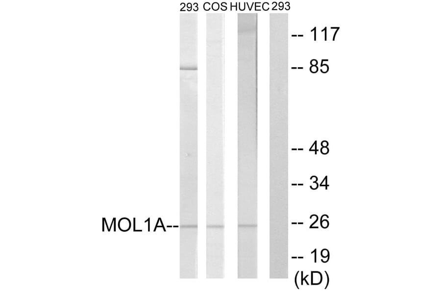 Western Blot - Anti-MOL1A Antibody (C11256) - Antibodies.com