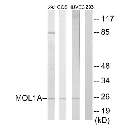 Western Blot - Anti-MOL1A Antibody (C11256) - Antibodies.com