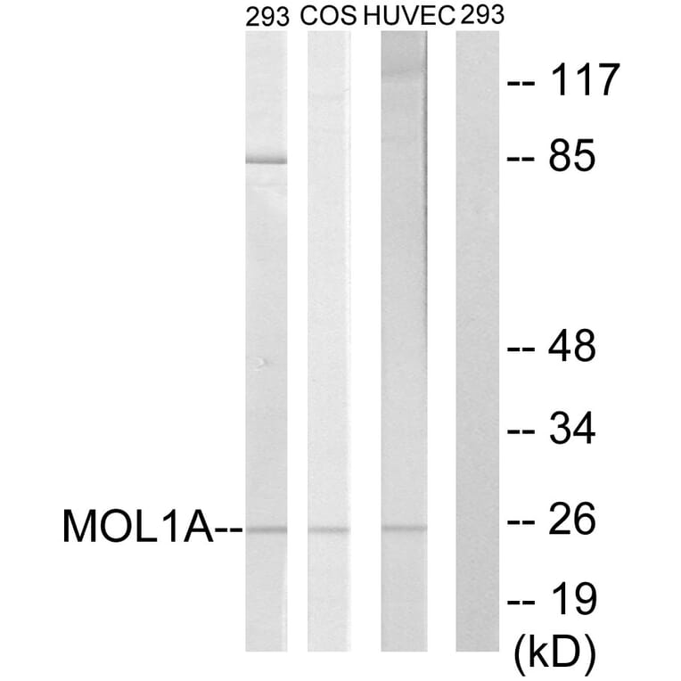 Western Blot - Anti-MOL1A Antibody (C11256) - Antibodies.com