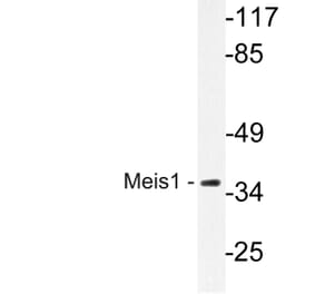Western Blot - Anti-Meis1 Antibody (R12-2236) - Antibodies.com