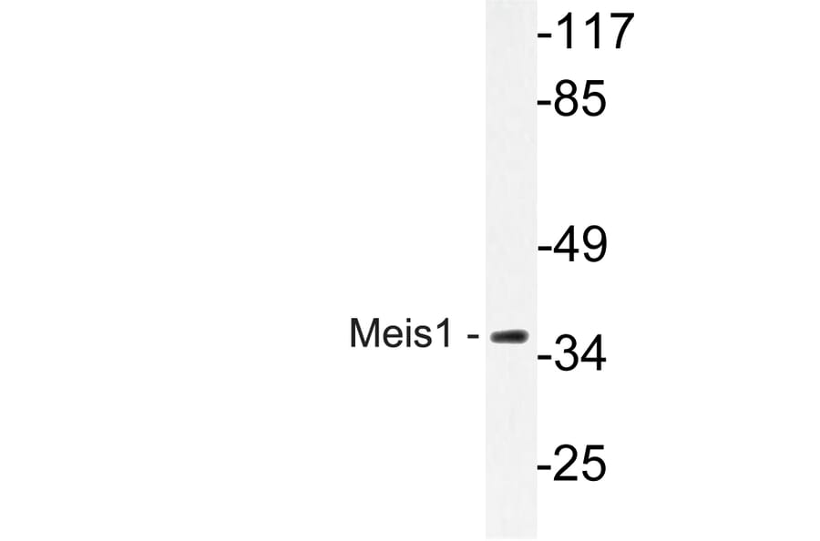 Western Blot - Anti-Meis1 Antibody (R12-2236) - Antibodies.com