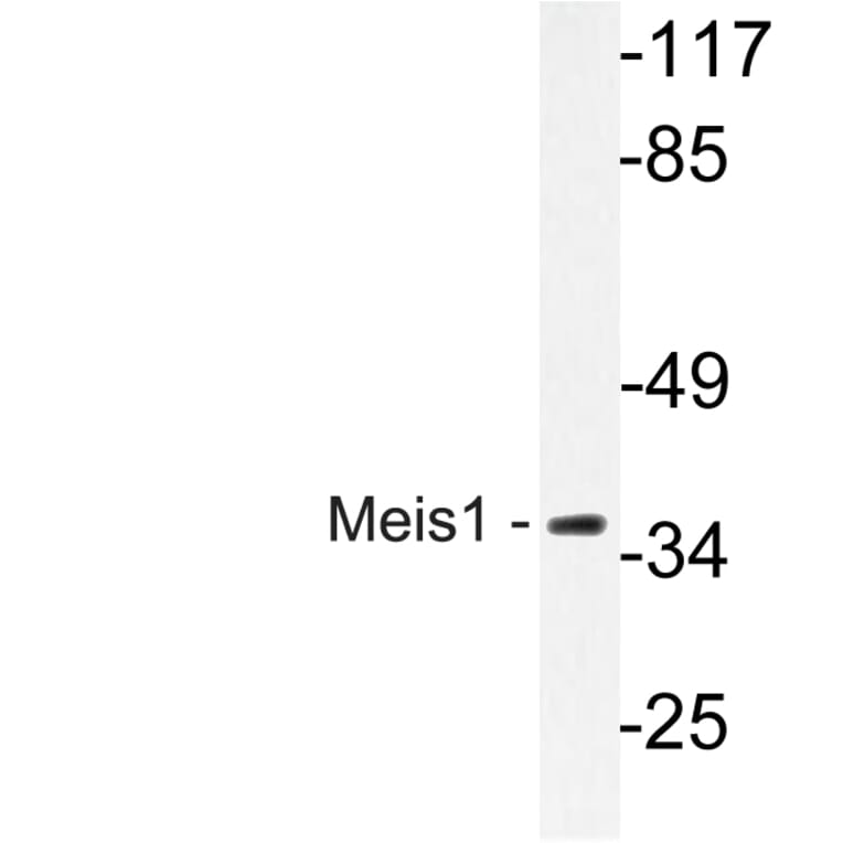 Western Blot - Anti-Meis1 Antibody (R12-2236) - Antibodies.com