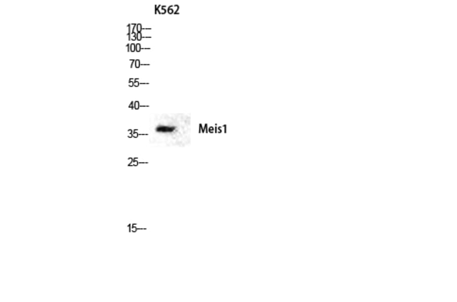 Western Blot - Anti-Meis1 Antibody (R12-2236) - Antibodies.com