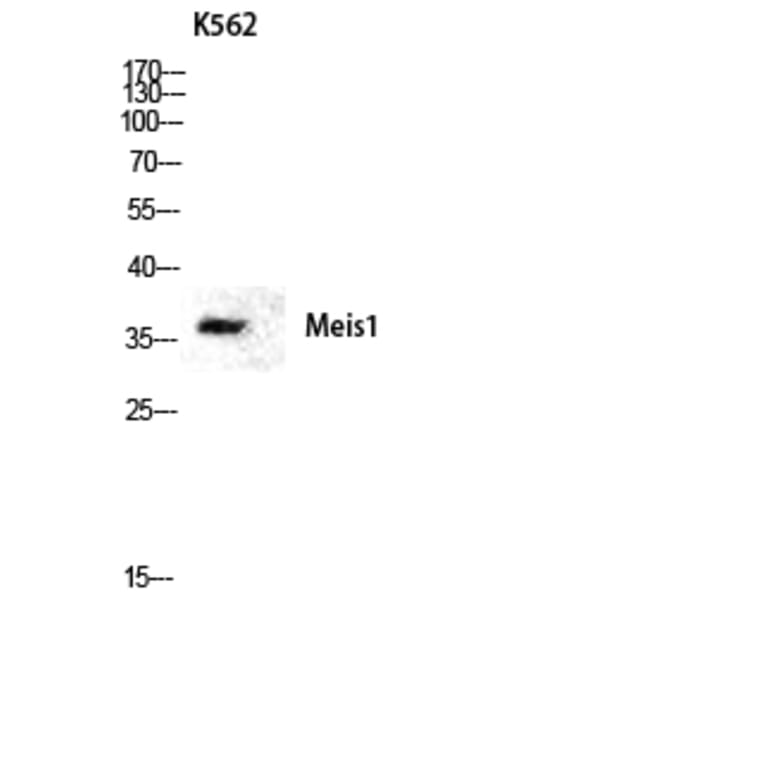 Western Blot - Anti-Meis1 Antibody (R12-2236) - Antibodies.com