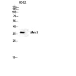 Western Blot - Anti-Meis1 Antibody (R12-2236) - Antibodies.com
