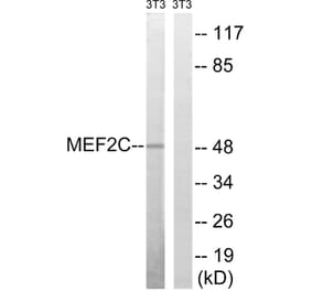 Western Blot - Anti-MEF2C Antibody (B8370) - Antibodies.com