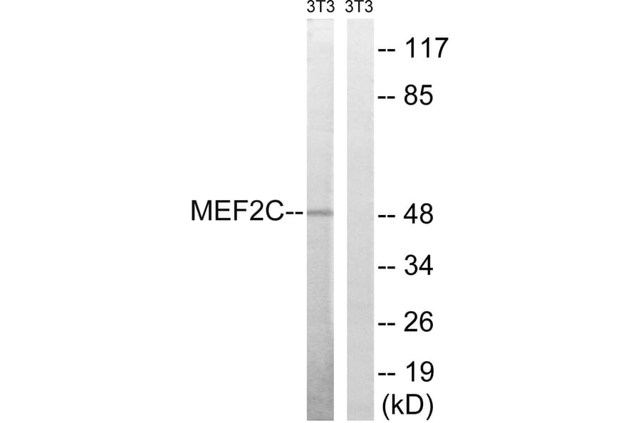 Western Blot - Anti-MEF2C Antibody (B8370) - Antibodies.com