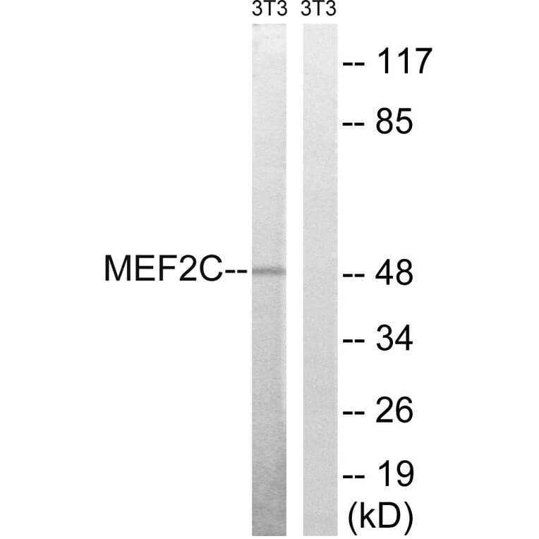 Western Blot - Anti-MEF2C Antibody (B8370) - Antibodies.com