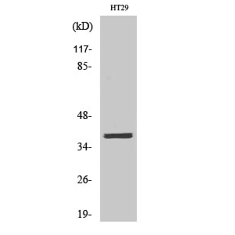 Western Blot - Anti-MEF2B Antibody (C10843) - Antibodies.com