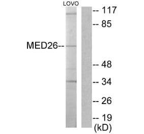 Western Blot - Anti-MED26 Antibody (C10228) - Antibodies.com