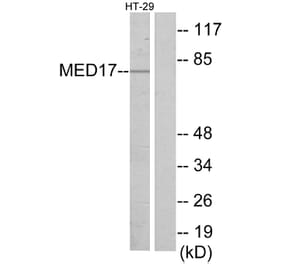 Western Blot - Anti-MED17 Antibody (C11762) - Antibodies.com