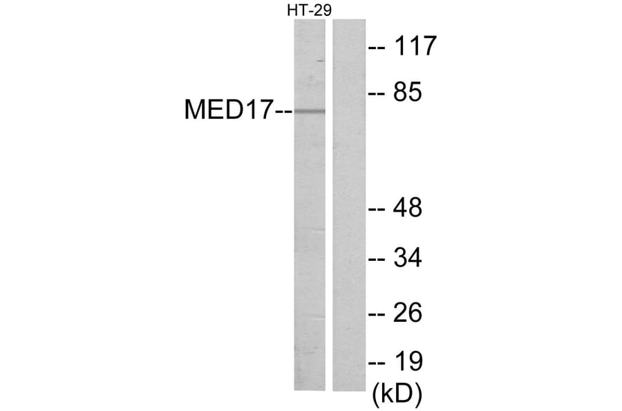 Western Blot - Anti-MED17 Antibody (C11762) - Antibodies.com