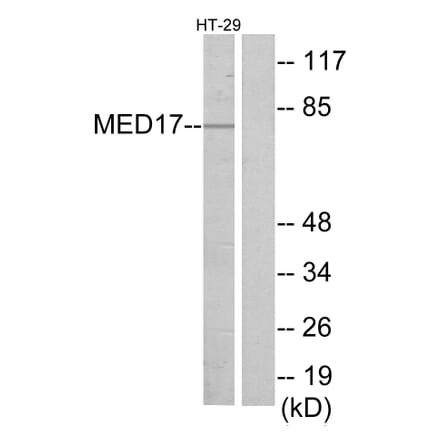 Western Blot - Anti-MED17 Antibody (C11762) - Antibodies.com