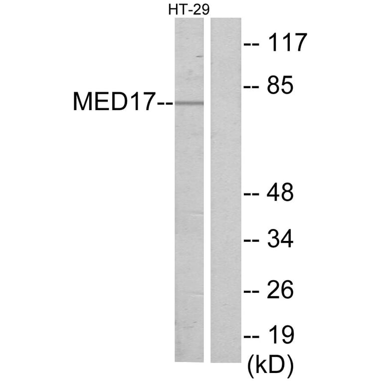 Western Blot - Anti-MED17 Antibody (C11762) - Antibodies.com