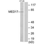 Western Blot - Anti-MED17 Antibody (C11762) - Antibodies.com
