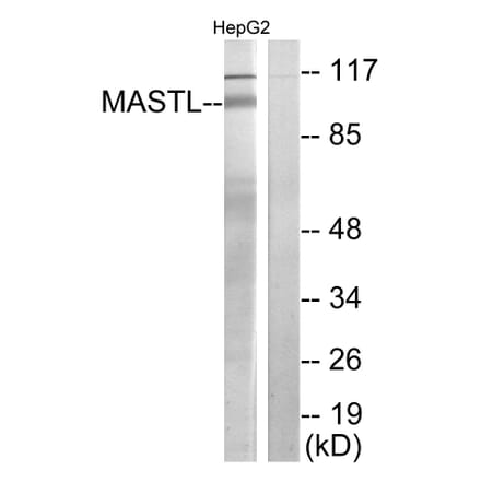 Western Blot - Anti-MASTL Antibody (C11491) - Antibodies.com