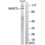 Western Blot - Anti-MASTL Antibody (C11491) - Antibodies.com