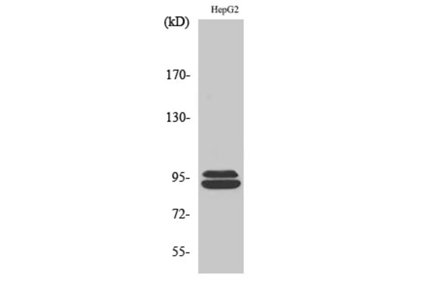 Western Blot - Anti-MASTL Antibody (C11491) - Antibodies.com