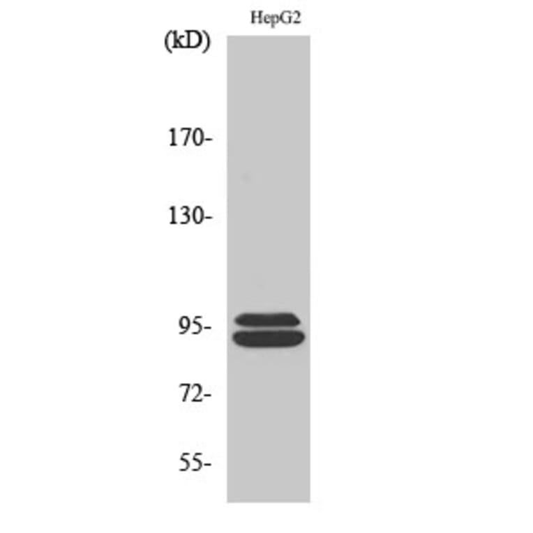 Western Blot - Anti-MASTL Antibody (C11491) - Antibodies.com